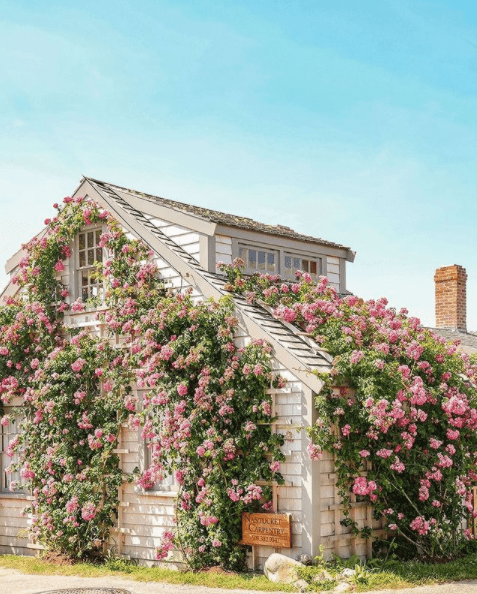 shabby chic cottage with blossoming roses