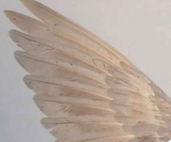 angelcore wings aesthetics