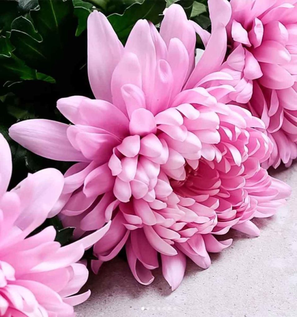 pink chrysansthemus flower bouquet