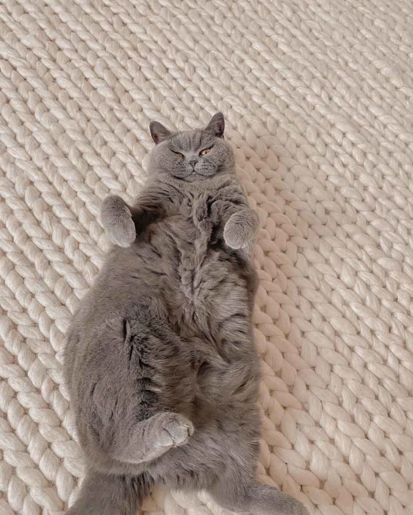 comfy grey cat aesthetic