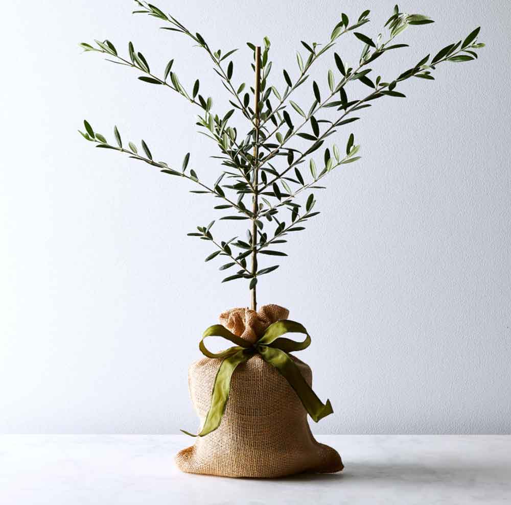 olive tree gift
