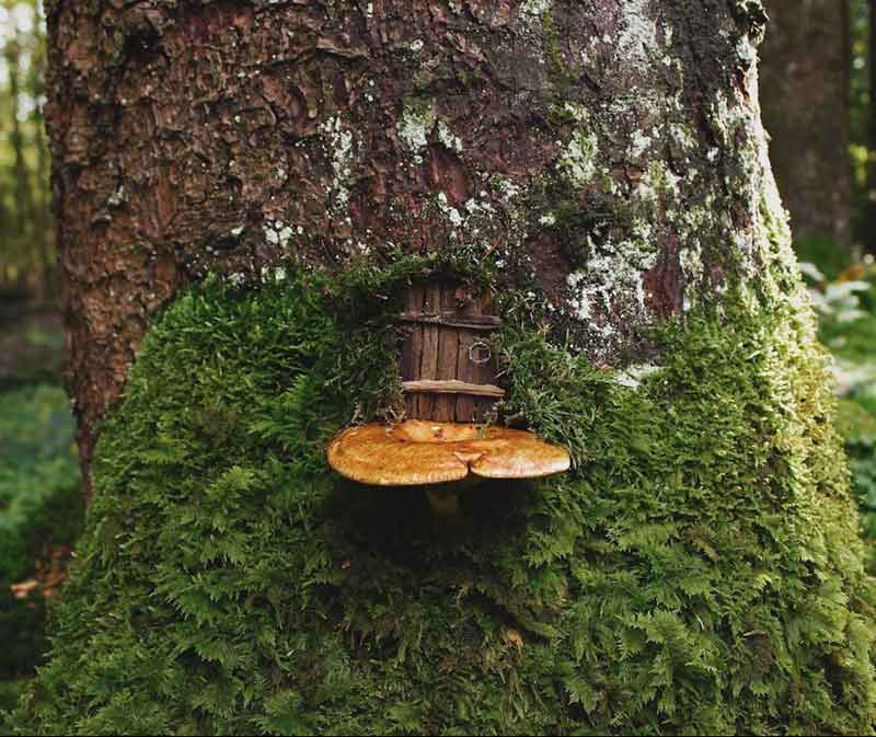 fairy garden enchanted tiny door