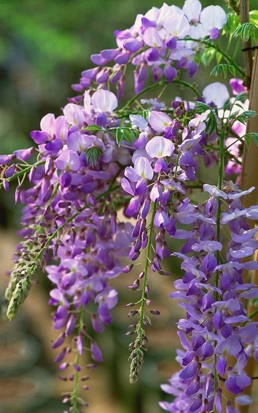 Wisteria