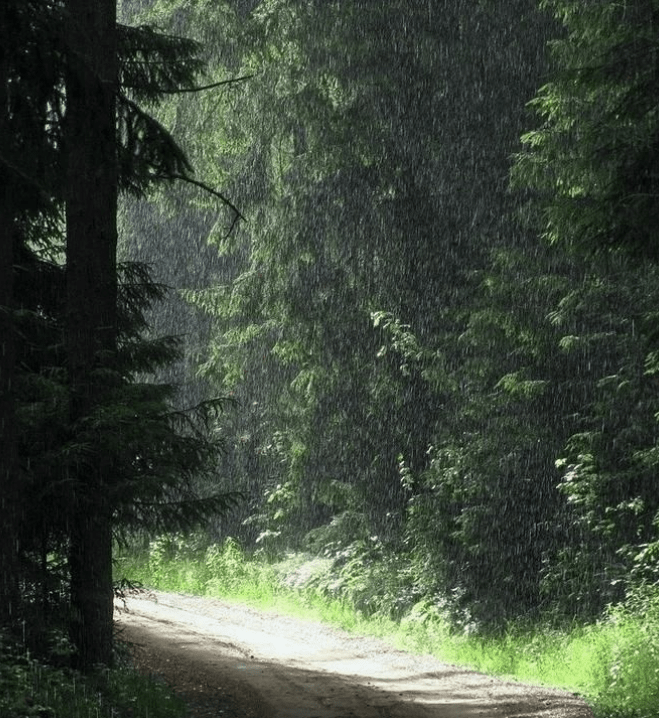 Rainy Forest Aesthetic