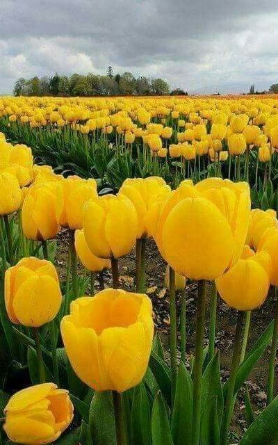 yellow tulip