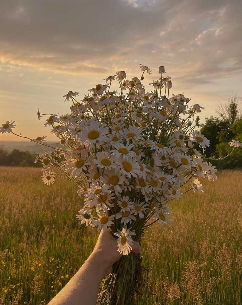 daisy aesthetic