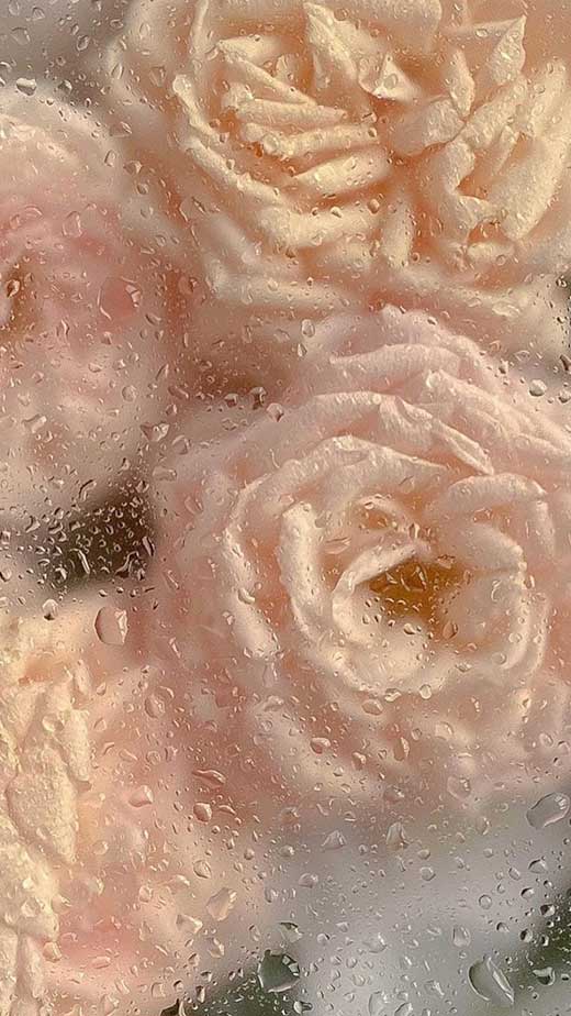 soft pink flower rose aesthetic wallpaper