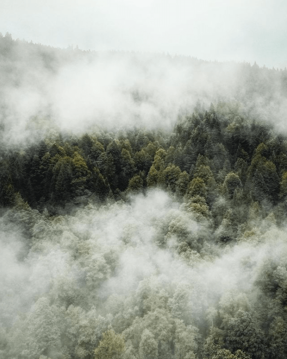 Foggy Forest Aesthetic