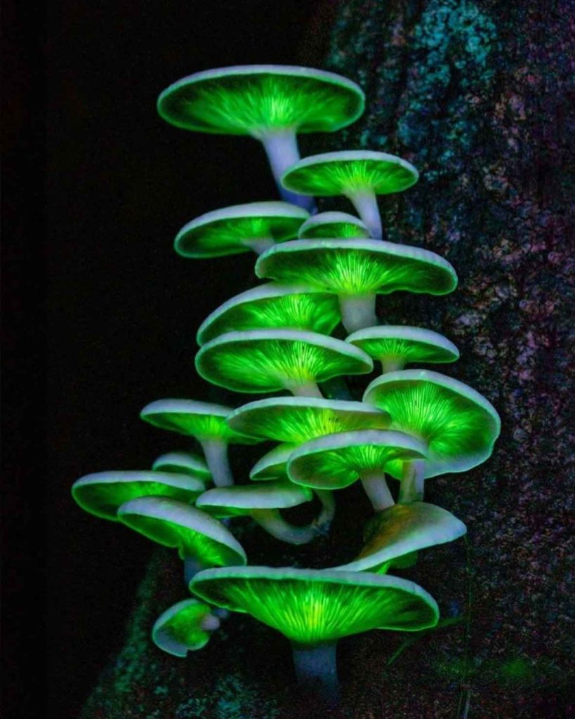 magical ghost mushrooms aesthetic