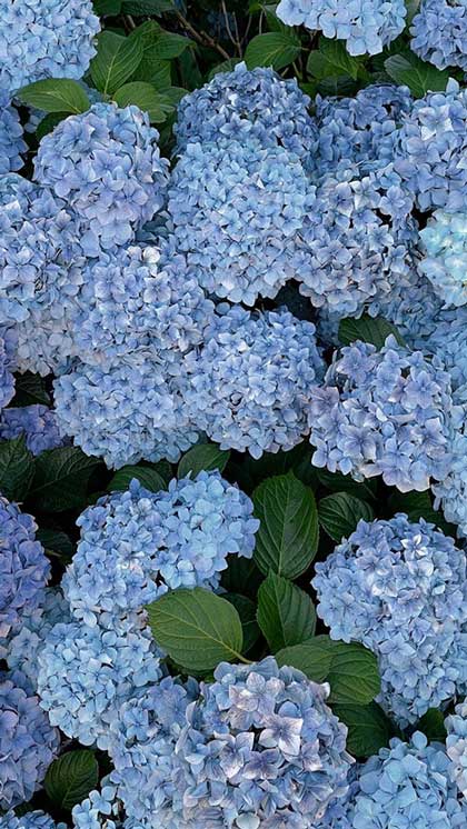 pastel blue aesthetic wallpaper