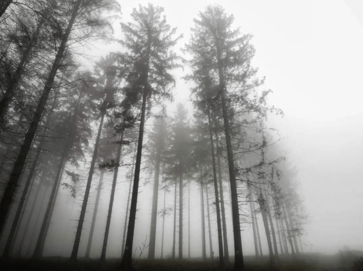 Foggy Forest Aesthetic