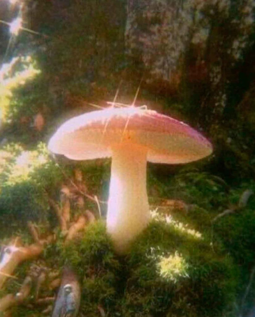 aesthetic mushroom