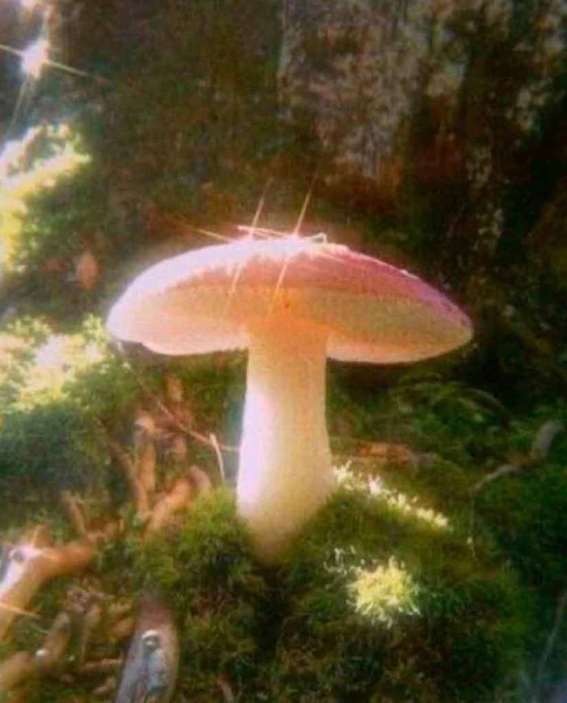 aesthetic mushroom