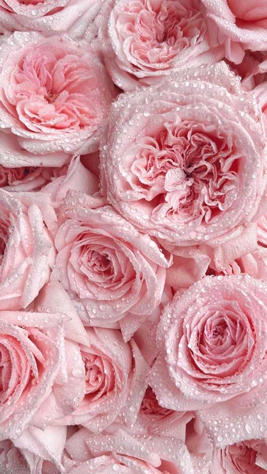 soft pink rose aesthetic wallpaper idea