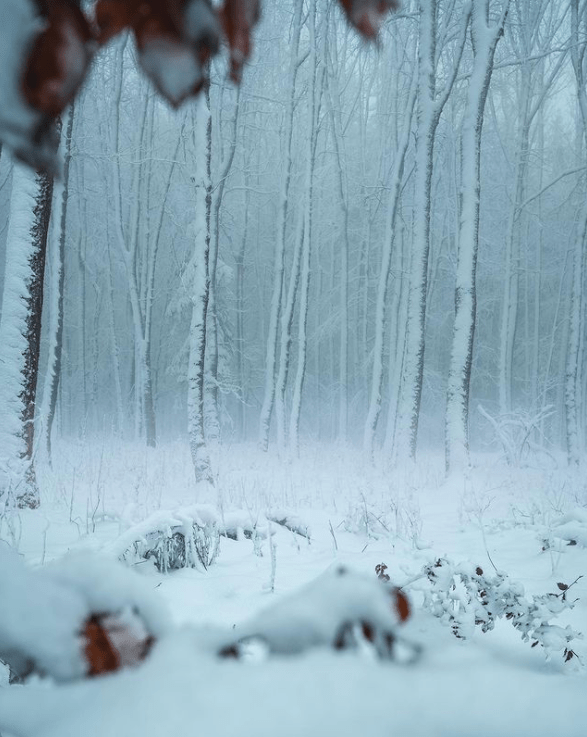 Winter, Snowy Forest Aesthetic 